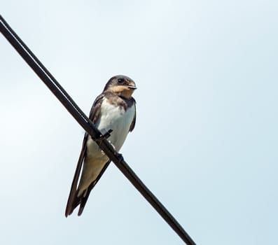 Immature Barn Swallow on wire