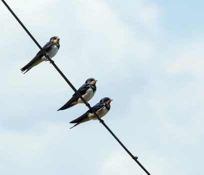 Group of young Barn Swallows on wire