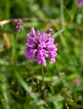 Wild flower Betony, growing on chalk downland The South Downs in Sussex.