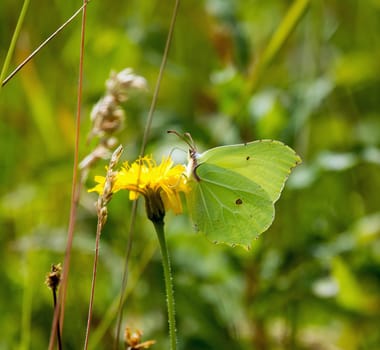 Brimstone Butterfly nectaring on flower, showing underwing.