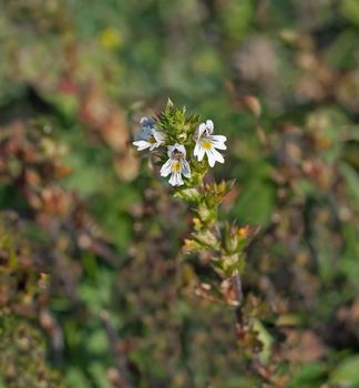 Tiny wild flower Eyebright growing on chalk downland of South Downs in Sussex