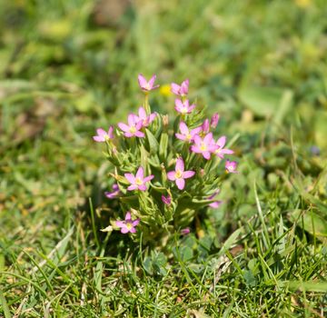 Wild flower Lesser Centaury, growing on chalk South Downs in Sussex