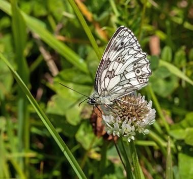 Marbled White Butterfly nectaring on Clover, showing underwing.