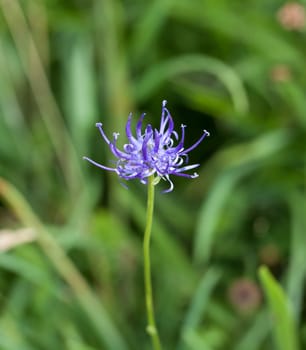 Wild flower Round-headed Rampion, scarce nationally UK but common on Sussex chalk downland. County flower of Sussex.
