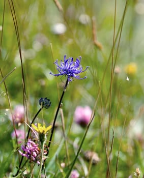 Wild flower Round-headed Rampion, scarce nationally UK but common on Sussex chalk downland. County flower of Sussex.