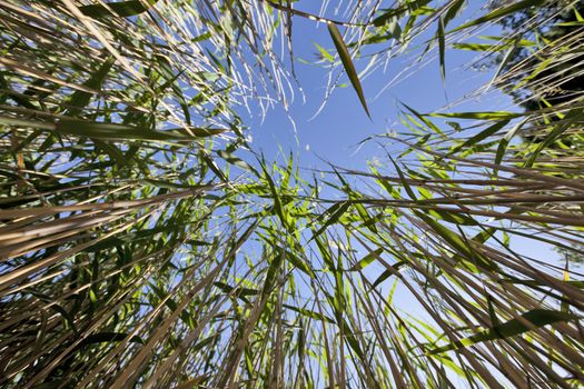 Green plants reed against the blue sky