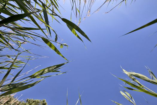 Green plants reed against the blue sky