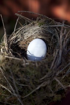 Detail of bird eggs in nest with blur background