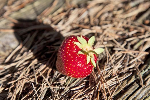 Fresh strawberries on pine needle background