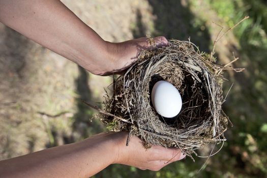 Hands holding nest with egg. Nature background.