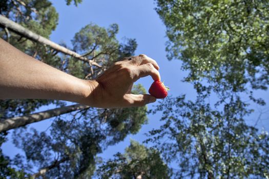 Hand holding a strawberry. Forest background.