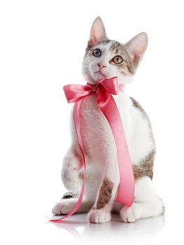 Kitten with a bow. The kitten with a pink tape. Multi-colored small kitten. Kitten on a white background. Small predator. Small cat.