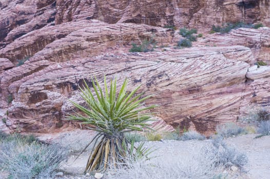  The Red Rock canyon near las vegas , Nevada.