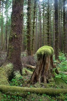 As great trees fall new habitat is provided for more new life.