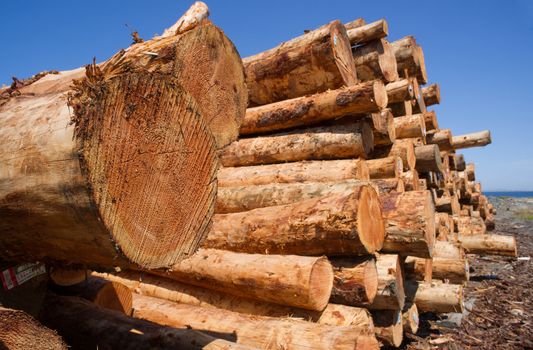 Trees cut and gathered waiting for the next stage of production or export