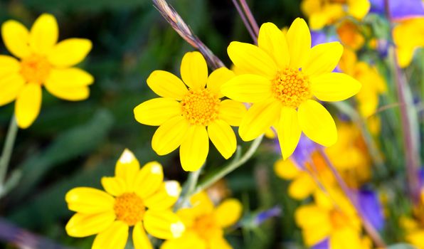 A variety of wildflowers give a short but colorful display each and every summer