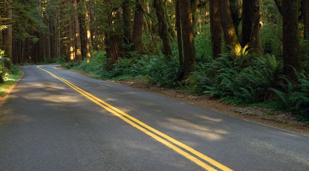 Sunlight can barely filter in through the dense rainforest canopy on this vacation drive