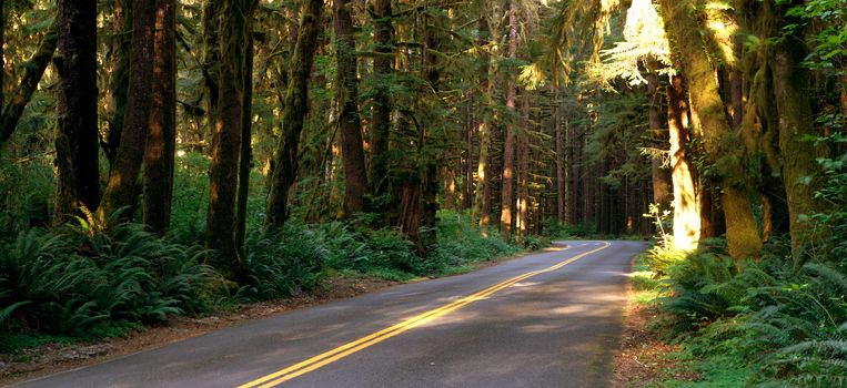 Sunlight can barely filter in through the dense rainforest canopy on this vacation drive