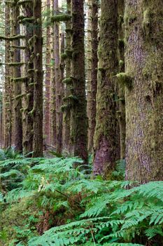 A vertical compostion of the spectacular scenery in the rainforest