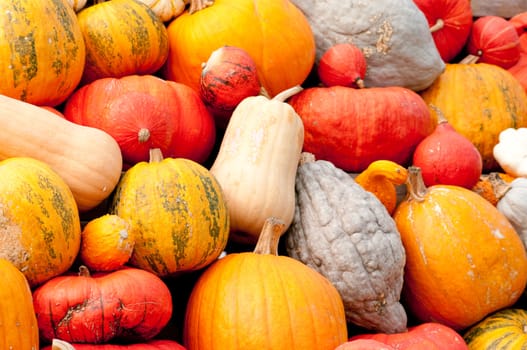 Colourful Pumpkin Collection At The Autumn Market