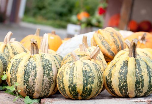 Colourful Pumpkin Collection At The Autumn Market