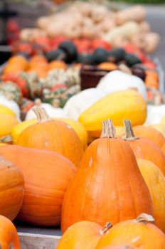 Colourful Pumpkin Collection At The Autumn Market