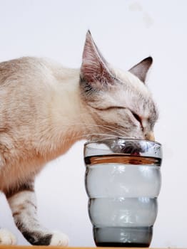 cute kitten drinking