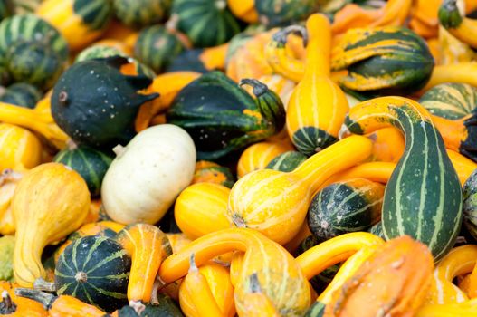 Colourful Pumpkin Collection At The Autumn Market