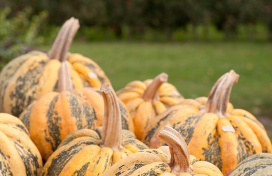 Colourful Pumpkin Collection At The Autumn Market