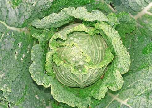 Cabbage in the garden as a background                                   