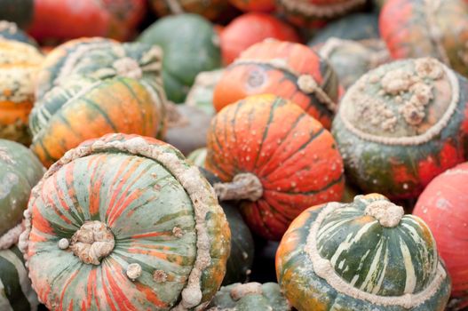 Colourful Pumpkin Collection At The Autumn Market