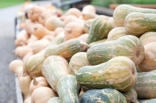 Colourful Pumpkin Collection At The Autumn Market