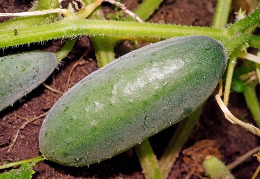 Green cucumber growing on vines                               