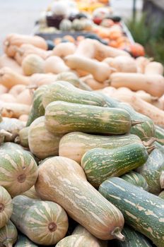 Colourful Pumpkin Collection At The Autumn Market