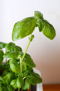 basil