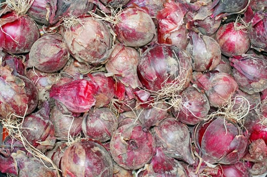 Red onions have just dug out of the earth as background                               
