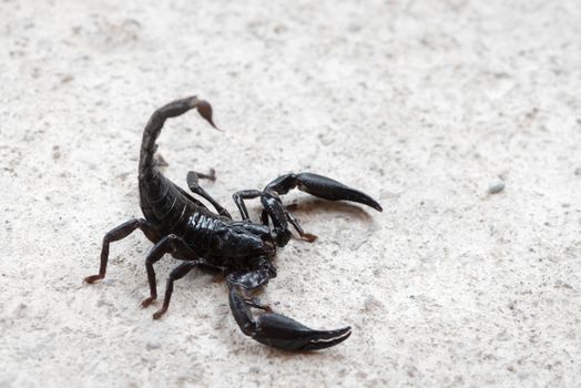 Black Asian forest scorpion (Heterometrus longimanus) on grey stone background