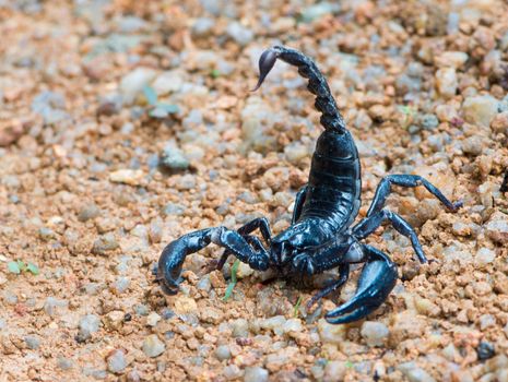 Black Asian forest scorpion (Heterometrus longimanus) on ground