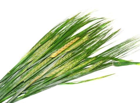 Ears of immature green wheat isolated on white background                               