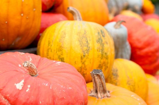 Colourful Pumpkin Collection At The Autumn Market