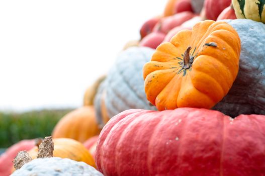 Colourful Pumpkin Collection At The Autumn Market