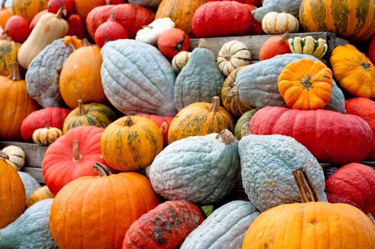 Colourful Pumpkin Collection At The Autumn Market