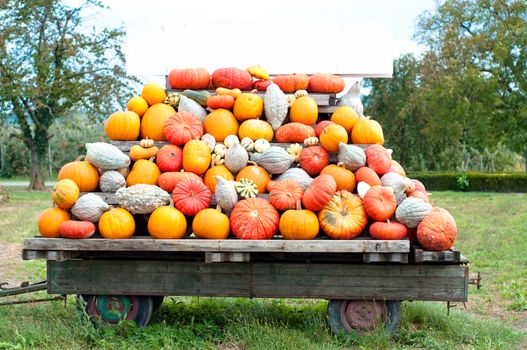 Colourful Pumpkin Collection At The Autumn Market