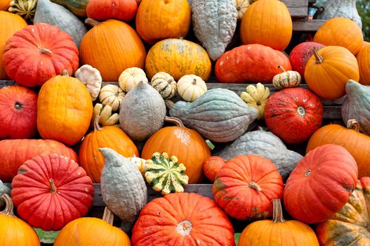 Colourful Pumpkin Collection At The Autumn Market