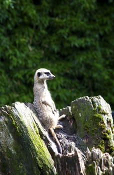 Meerkat looking on tree trunk