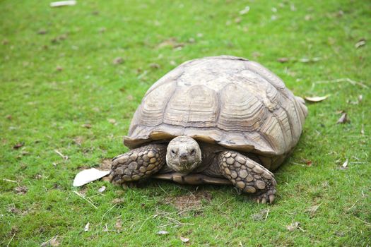 Centrochelys sulcata turtle in green grass