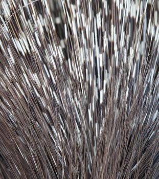 Close up of porcupine spines