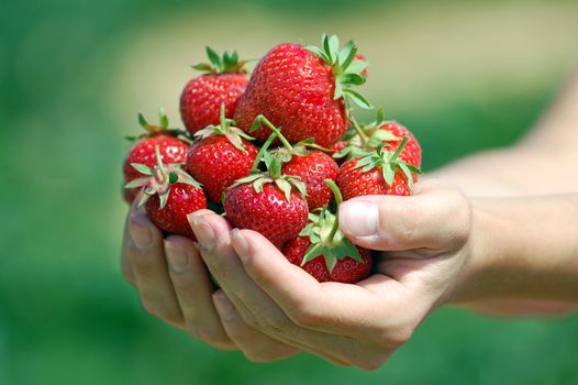 Fresh picked strawberries held over strawberry plants