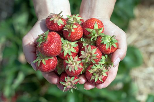 Fresh picked strawberries held over strawberry plants