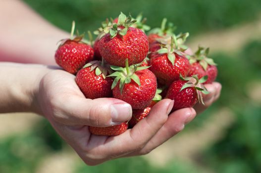 Fresh picked strawberries held over strawberry plants